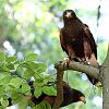 Harris hawk 2